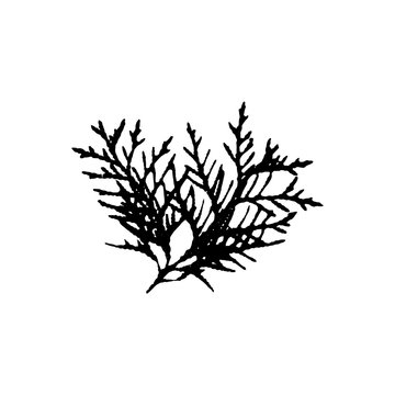 Black silhouette with thuja leaf of tree. Single isolated clipart. Prints of leaves on branch. Flora and nature theme for paper cutting scrapbook design