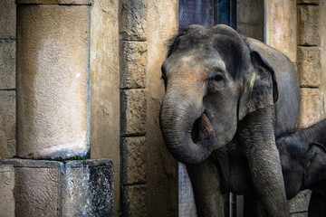 Tiere im Zoo