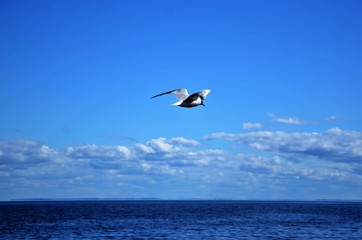Fototapeta na wymiar Seagull over the sea