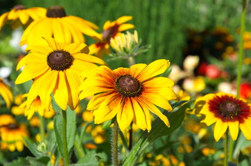 Blooming yellow Rudbeckiа flower in the garden