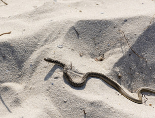 little one is already crawling along the sand