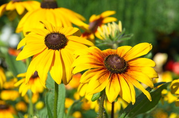 Fototapeta premium Blooming Rudbeckiа flower close-up