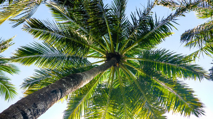 Fototapeta premium Palm trees on a blue sky view from the bottom, Maldives.