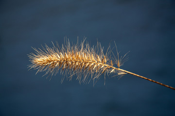 halm gras