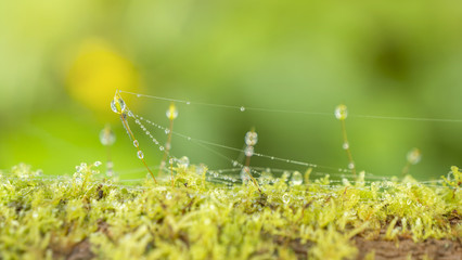 Macro waterdrop on green moss 1