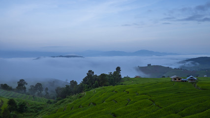 Fototapeta premium Misty over Paddy field 2