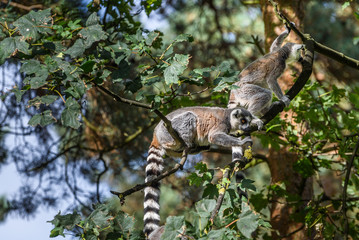 Ring-tailed lemurs