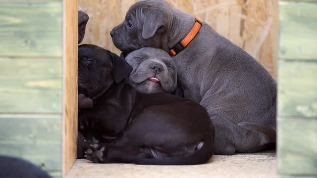 Little cute dog. American Bulli xl