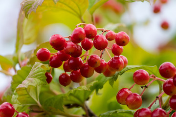 Fruit of red viburnum