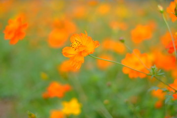 Obraz premium コスモス