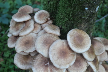 Pilz Pilz viele Pilze