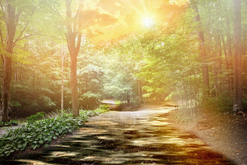 Bosque verde con reflejo de luz del sol