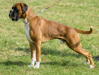 boxer dog