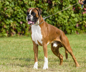 boxer dog
