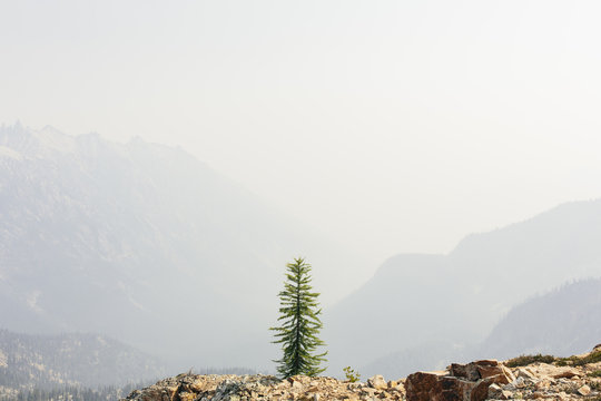 A single pine tree on a mountain top on the Pacific Crest Trail, near Cutthroat Pass, North Cascades, Washington