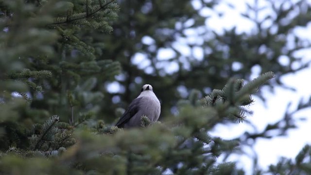 M&eacute;sangeai du Canada
