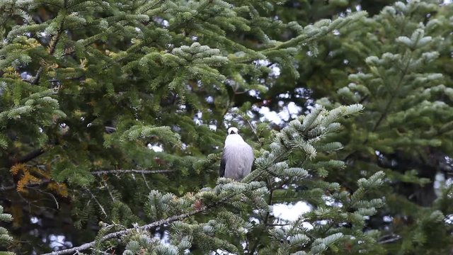 M&eacute;sangeai du Canada