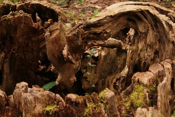Twisted stump