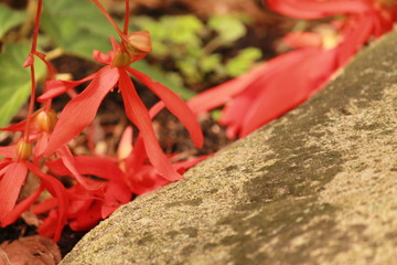 Red petals and rock
