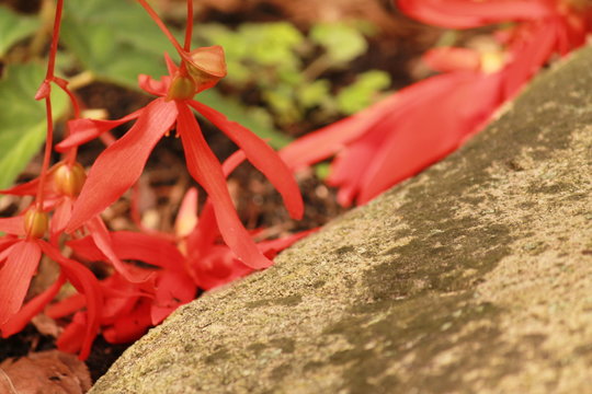 Red petals and rock