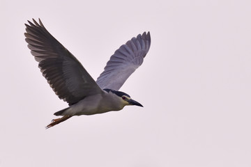 Black crowned night heron flying