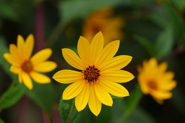 Fototapeta premium Yellow flowers on dark background