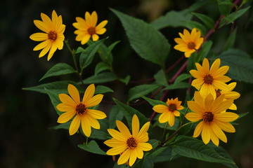 Yellow flowers on dark background