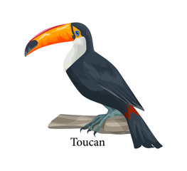 Realistic exotic tropical toucan bird. Adorable animal