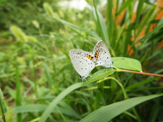 ツバメシジミ 交尾 Short-tailed Blue
