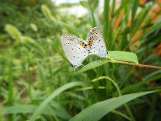 ツバメシジミ 交尾 Short-tailed Blue