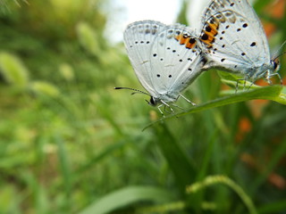 ツバメシジミ 交尾 Short-tailed Blue
