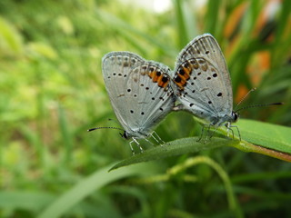 ツバメシジミ 交尾 Short-tailed Blue