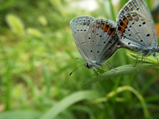 ツバメシジミ 交尾 Short-tailed Blue