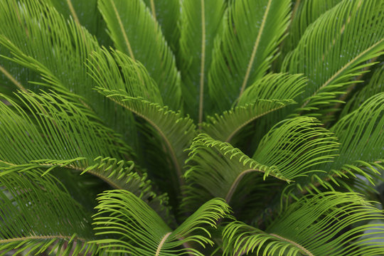Cycas china