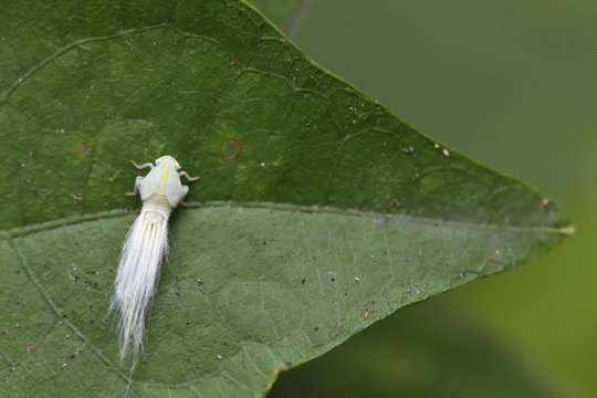 Leafhopper china