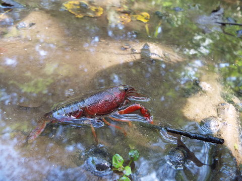 ザリガニ crayfish