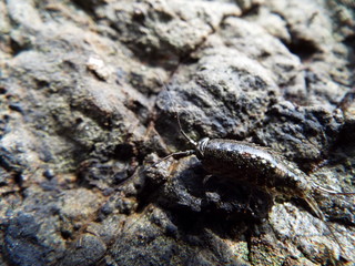 フナムシ ligia exotica