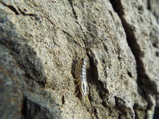 フナムシ ligia exotica