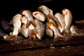 Fish is kind of food that easy to cook and very delicious.