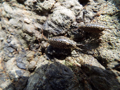 フナムシ ligia exotica