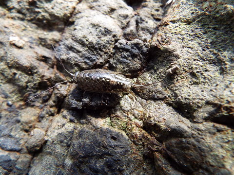 フナムシ ligia exotica