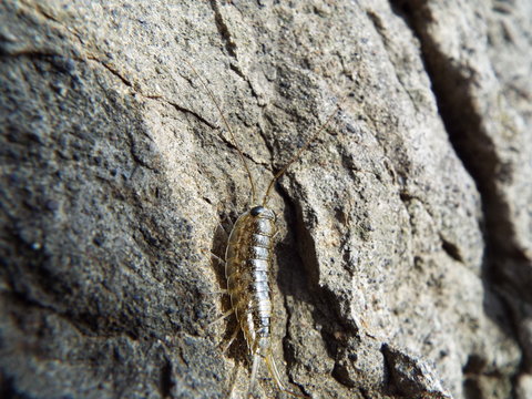 フナムシ ligia exotica