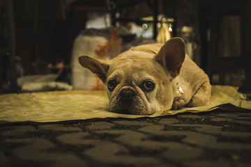 French bulldog looking sad and bored on the ground in Chiang Mai