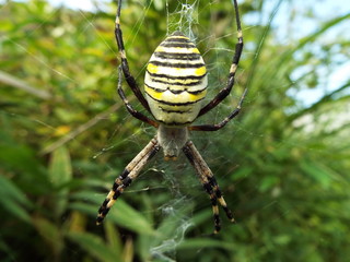 ナガコガネグモ spider