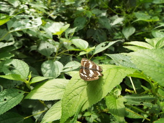 ダイミョウセセリ butterfly