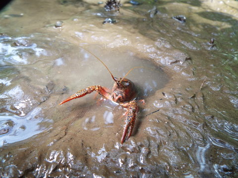 ザリガニ crayfish