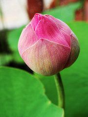Bud of pink lotus  (Nelumbo nucifera) with green leaves,in the pond.