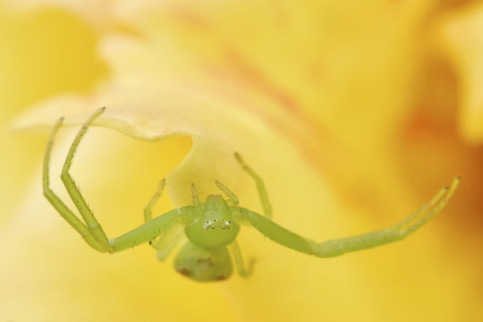 Crab spider close up