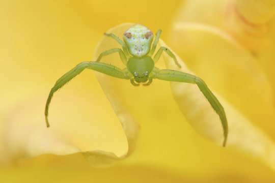 Crab spider close up