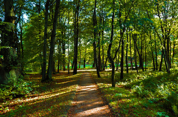 path in forest